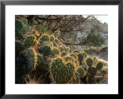 Ball Cactus Or Pincushion Cactus In The Northern Region Of Theodore Roosevelt National Park by Rob Blakers Pricing Limited Edition Print image