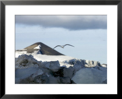 Bird Flying Over Snow Covered Mountain, Svalbard Islands, Norway by Brimberg & Coulson Pricing Limited Edition Print image