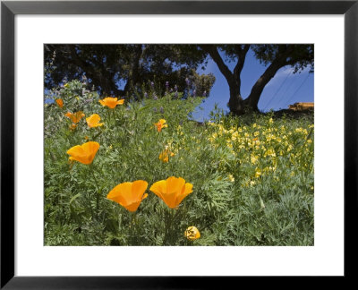 California Poppy Blooming In The Spring by Rich Reid Pricing Limited Edition Print image