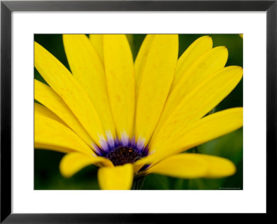 Close View Of Osteospermum Hybrid, Groton, Connecticut by Todd Gipstein Pricing Limited Edition Print image