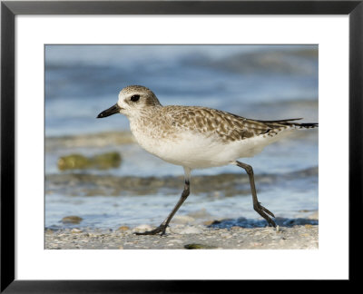 Closeup Of A Black-Bellied Plover, Sanibel Island, Florida by Tim Laman Pricing Limited Edition Print image