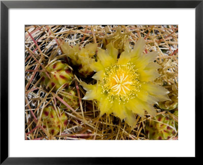 Closeup Of A Barrel Cactus In Bloom, Anza-Borrego Desert State Park, California by Tim Laman Pricing Limited Edition Print image