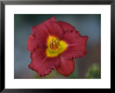 Close Up Of A Day Lily, Elkhorn, Nebraska by Joel Sartore Pricing Limited Edition Print image