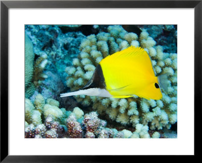Big Long-Nosed Butterflyfish, Takapoto Atoll, French Polynesia by Tim Laman Pricing Limited Edition Print image