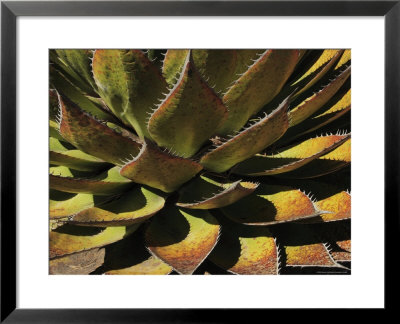 Agave Species High On A Mountain Ridge, Mexico by George Grall Pricing Limited Edition Print image