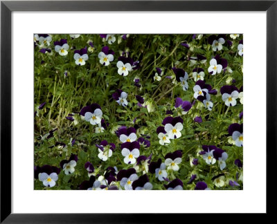 Close-Up Of A Field Of Pansies, Asolo, Italy by Todd Gipstein Pricing Limited Edition Print image