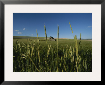 Barn Standing In An Open Field And Framed By Ears Of Wheat, Utah by James P. Blair Pricing Limited Edition Print image