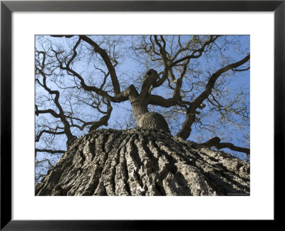 Detail Of An Old Valley Oak Tree, California by Rich Reid Pricing Limited Edition Print image