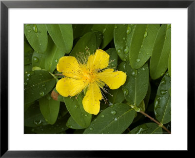Saint John's Wort Flower And Foliage Covered With Dew by Todd Gipstein Pricing Limited Edition Print image