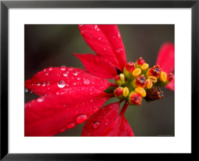 Rain Drops On Red Poinsettia Plant by David Evans Pricing Limited Edition Print image