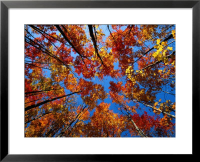Upward View Of A Grove Of Sugar Maple Trees by John Eastcott & Yva Momatiuk Pricing Limited Edition Print image