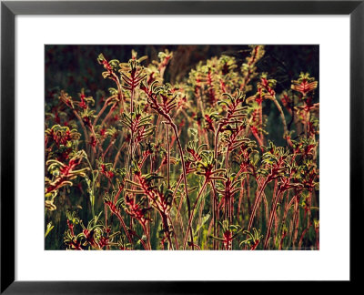 Field Of Red And Green Kangaroo Paws by Jonathan Blair Pricing Limited Edition Print image