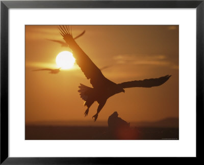 White-Tailed Eagle In Flight, Silhouetted Against The Rising Sun by Tim Laman Pricing Limited Edition Print image