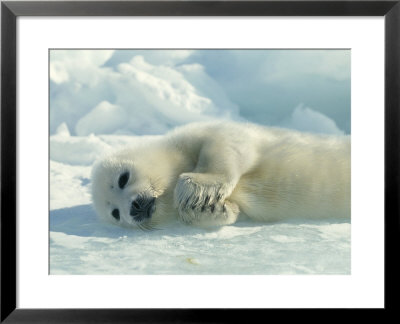 Harp Seal Pup Lies On Its Side On The Ice by Norbert Rosing Pricing Limited Edition Print image