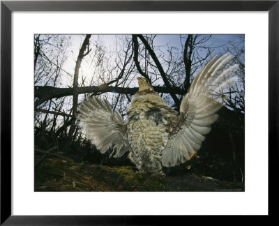 Ruffed Grouse Spreading His Wings In A Display by Michael S. Quinton Pricing Limited Edition Print image