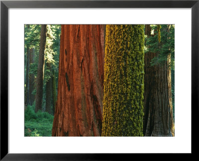 Trunks Of Giant Sequoia Trees In The Mariposa Grove by Phil Schermeister Pricing Limited Edition Print image