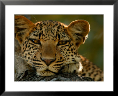 Portrait Of A Leopard, Panthera Pardus, Resting, Mombo, Okavango Delta, Botswana by Beverly Joubert Pricing Limited Edition Print image