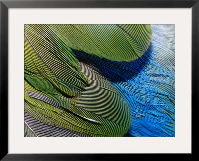 Detailed View Of The Texture Of The Feathers Of A Red-Winged Parrot by Jason Edwards Pricing Limited Edition Print image