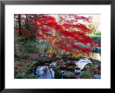 Japanese Maple With Colorful, Red Foliage At A Stream's Edge, New York by Darlyne A. Murawski Pricing Limited Edition Print image