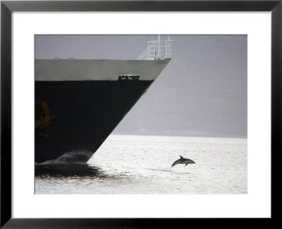 Dolphin Leaping From Water At The Bow Of A Ship, Argentina by Paul Nicklen Pricing Limited Edition Print image