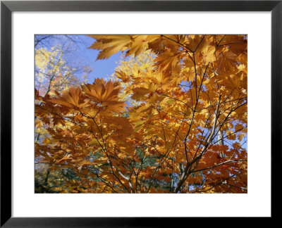 Brilliant Yellow Japanese Maples Exhibit Fall Colors, New York by Darlyne A. Murawski Pricing Limited Edition Print image