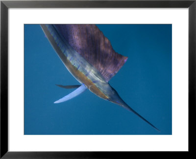A Sailfish With Raised Dorsal Fins And Changeable Colors Flashing by Paul Nicklen Pricing Limited Edition Print image