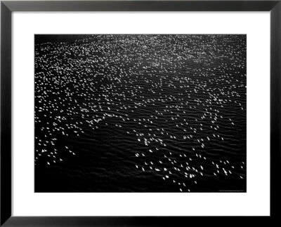 Snow Geese Flying Over Bay by Margaret Bourke-White Pricing Limited Edition Print image