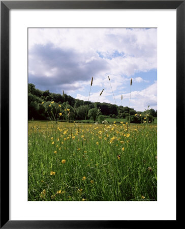 Buttercup Field And Selbourne Hanger, Selbourne, Alton, Hampshire, England, United Kingdom by Michael Busselle Pricing Limited Edition Print image
