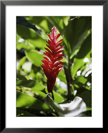 Basse Terre, Guadeloupe, French Antilles, West Indies, Central America by Bruno Barbier Pricing Limited Edition Print image