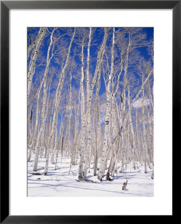 Aspen Trees During Winter, Dixie National Forest, Utah, Usa by Roy Rainford Pricing Limited Edition Print image