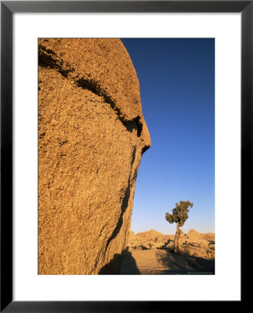 Afternoon Light On Rock And Tree, Joshua Tree National Park, California by Aaron Mccoy Pricing Limited Edition Print image