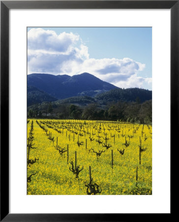 Charlock At Robert Mondavi Winery, Napa Valley, Usa by Hendrik Holler Pricing Limited Edition Print image