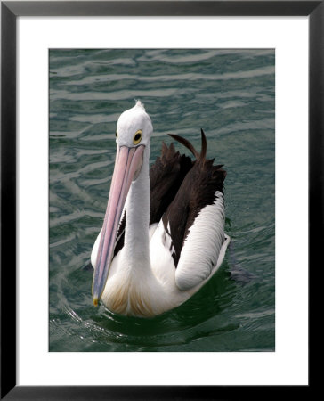 Pelican, Sydney Harbor, Australia by David Wall Pricing Limited Edition Print image