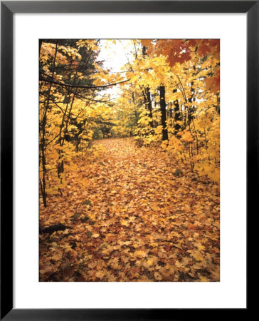 Tranquil Road With Fall Colors In New England by Bill Bachmann Pricing Limited Edition Print image