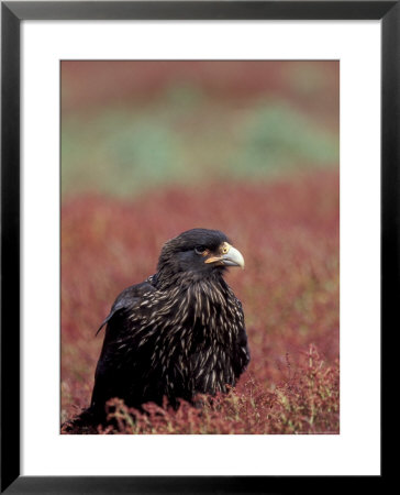 A Johnny Rooks In Sheep Sorel, Steeple Jason Island, Falklands by Hugh Rose Pricing Limited Edition Print image