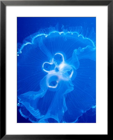 Moon Jelly Fish (Aurelia Aurita), Belize by Mark Webster Pricing Limited Edition Print image