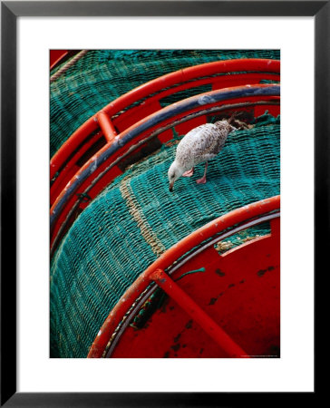 Gull Pecking At Fishing Net At Le Guilvenic, Brittany, France by Diana Mayfield Pricing Limited Edition Print image