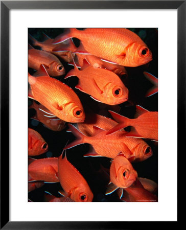 School Of Whitetip Squirrelfish (Myripristis Vittata), Maldives by Michael Aw Pricing Limited Edition Print image