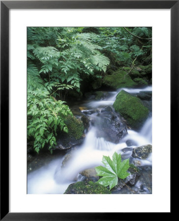 Clean Water Creek Flowing Through Forest Greenery, Alaska by Rich Reid Pricing Limited Edition Print image
