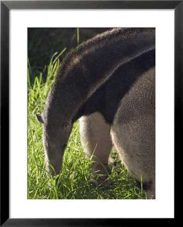 Captive Giant Anteater, Santa Barbara, California by Rich Reid Pricing Limited Edition Print image