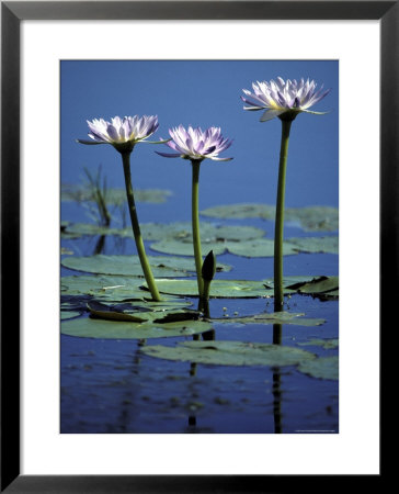 Water Lily Flowers Bloom From A Wetland Oasis In The Top End, Australia by Jason Edwards Pricing Limited Edition Print image