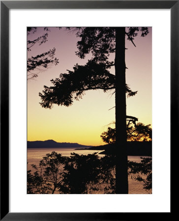 Evergreen Trees Are Silhouetted Against Water At Twilight by Raymond Gehman Pricing Limited Edition Print image