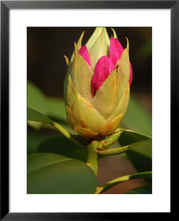 Rhododendron Buds About To Bloom, Belmont, Massachusetts by Darlyne A. Murawski Pricing Limited Edition Print image