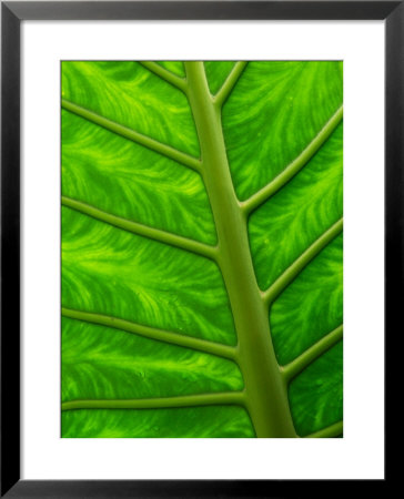 Large Arum Leaf Up Close, Showing Veins And Color Pattern by Darlyne A. Murawski Pricing Limited Edition Print image