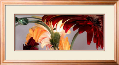 Gerbera Daisies #1 by Huntington Witherill Pricing Limited Edition Print image