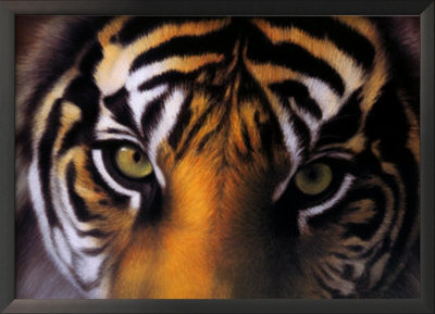 Eyes Of The Goddess: Sumatran Tigress by Charles Alexander Pricing Limited Edition Print image
