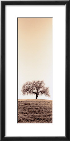 Lone Oak Tree by Alan Blaustein Pricing Limited Edition Print image