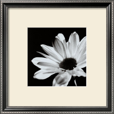 Chrysanthemum by Michael Banks Pricing Limited Edition Print image
