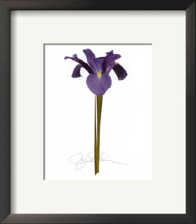 Blue Iris by Jay Schadler Pricing Limited Edition Print image