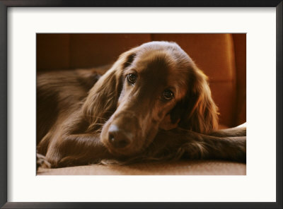 Close View Of An Irish Setter by Brian Gordon Green Pricing Limited Edition Print image